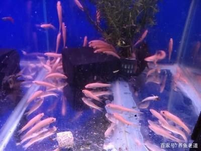 超市的魚缸怎樣管理好：超市魚缸管理關鍵要點 超市的魚缸怎樣管理好：超市魚缸管理關鍵要點 魚缸百科 第1張