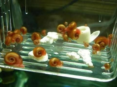 超市的魚缸怎樣管理好：超市魚缸管理關鍵要點 超市的魚缸怎樣管理好：超市魚缸管理關鍵要點 魚缸百科 第2張