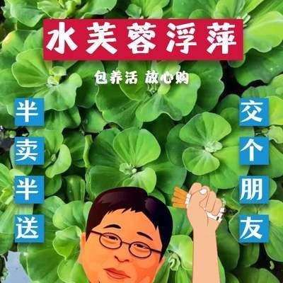 草金魚買多大的魚缸：草金魚的飼養方法