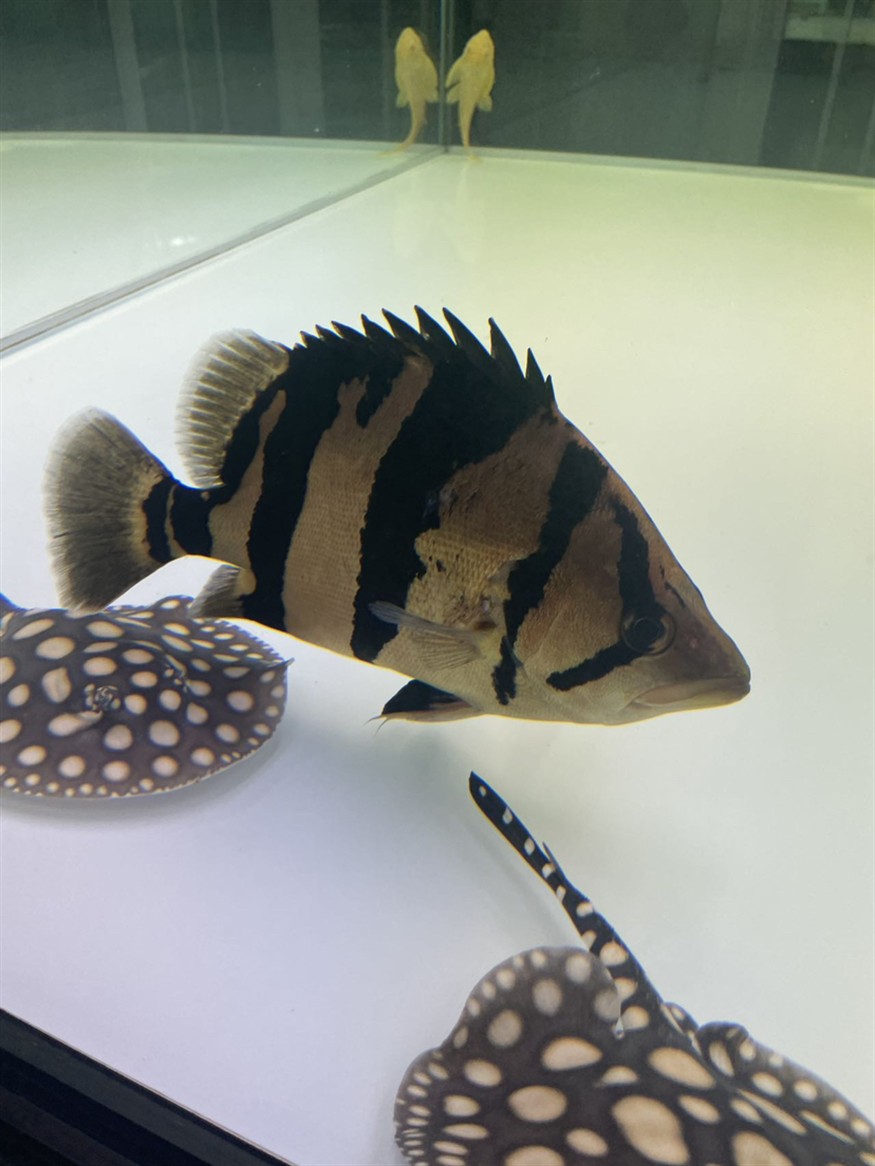 虎魚的恢復能力真強