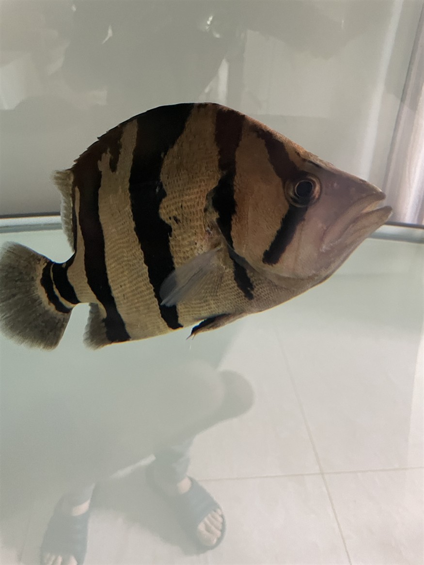 虎魚的恢復能力真強
