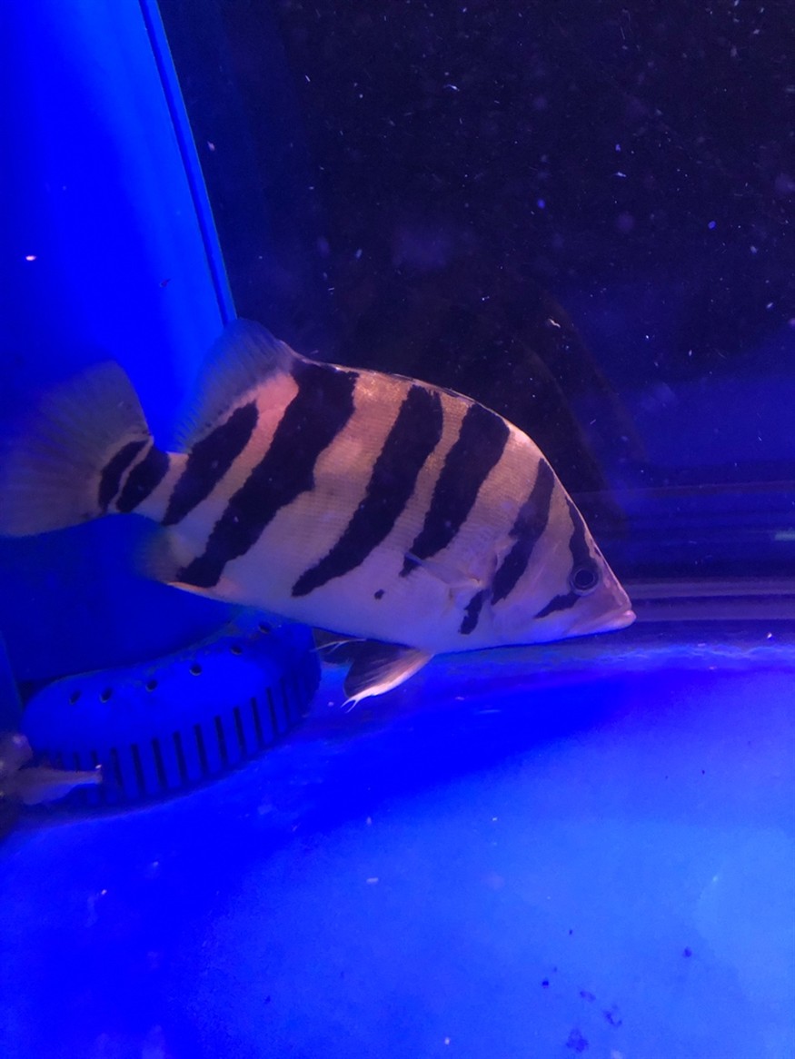 養兩條虎魚這條不停欺負另一條另一條都不吃東西了應該怎么辦好呢