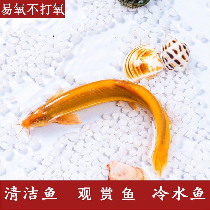金龍魚屬于冷水魚嗎為什么