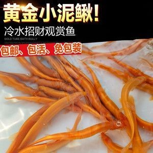 金龍魚屬于冷水魚嗎為什么