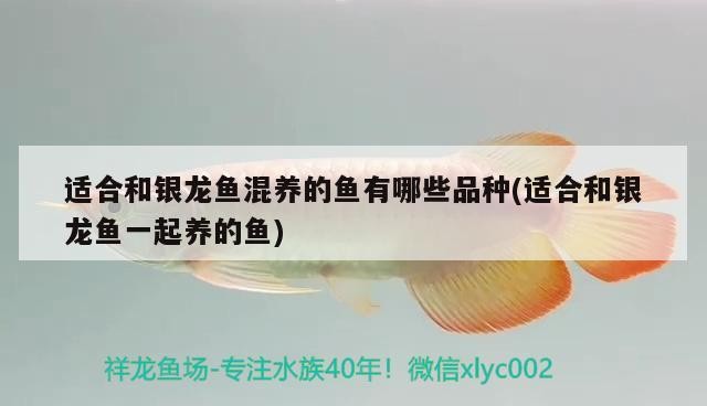 適合和銀龍魚混養的魚有哪些品種(適合和銀龍魚一起養的魚)