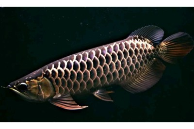 龍魚喜歡吃什么冷凍魚類
