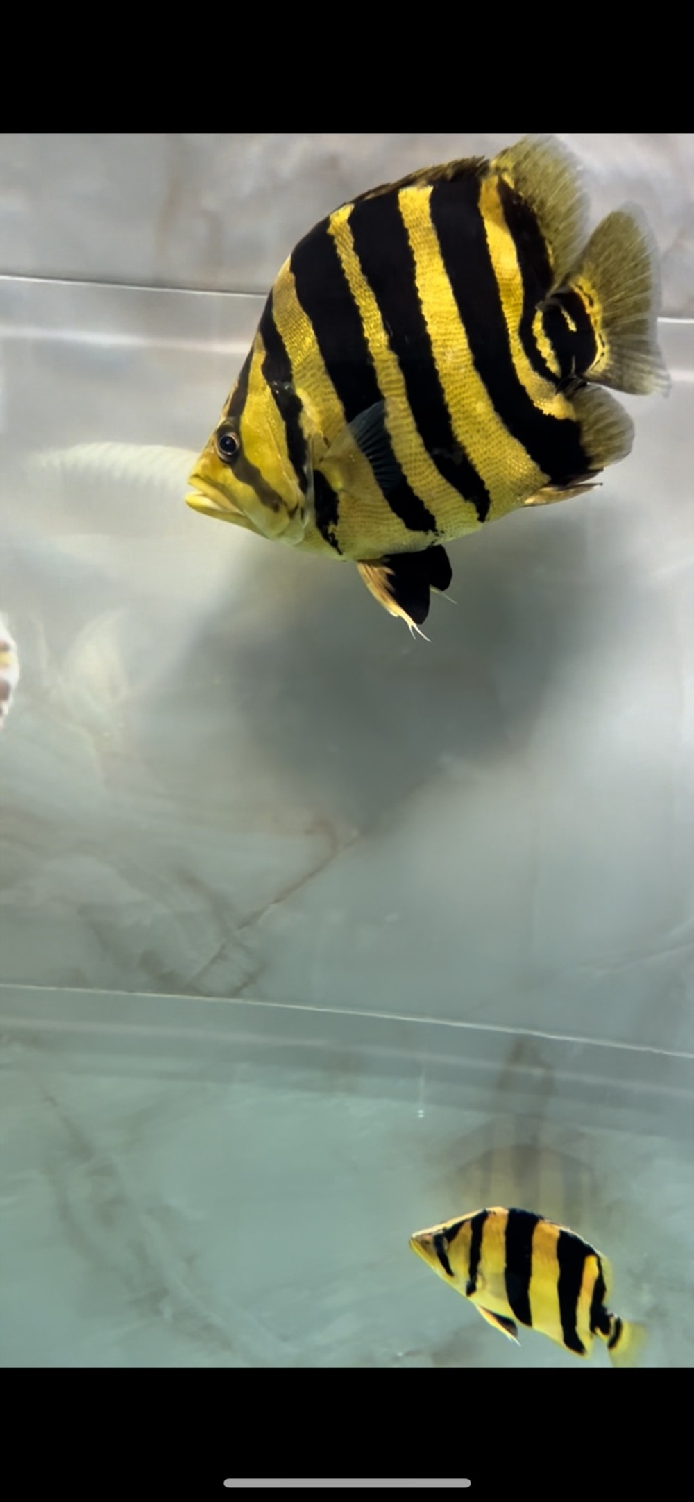 我的頂級虎王以這魚方式告別