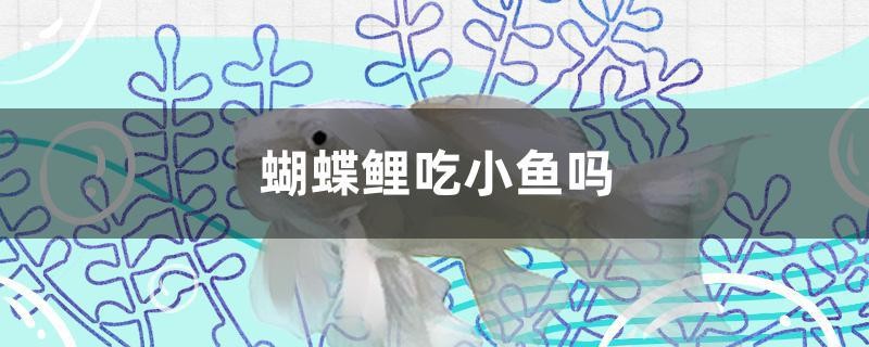 蝴蝶鯉吃小魚嗎