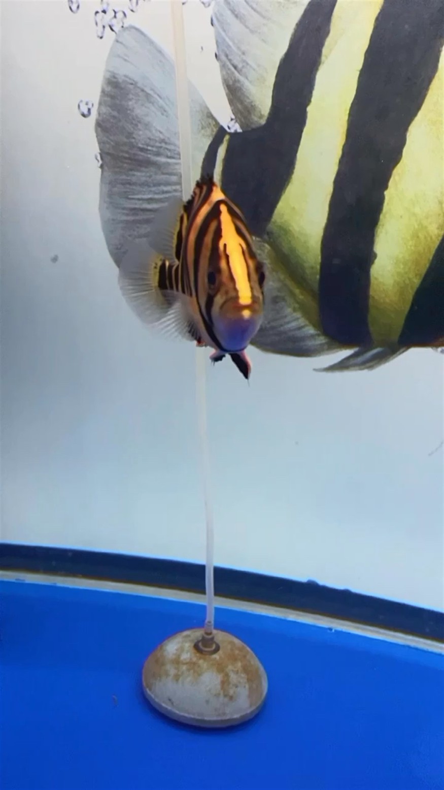虎魚一直養一直爽 虎魚一直養一直爽 虎魚百科 第1張