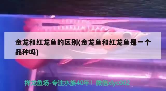 虎魚一直養一直爽 虎魚百科 第2張 虎魚一直養一直爽 虎魚一直養一直爽 虎魚百科 第2張