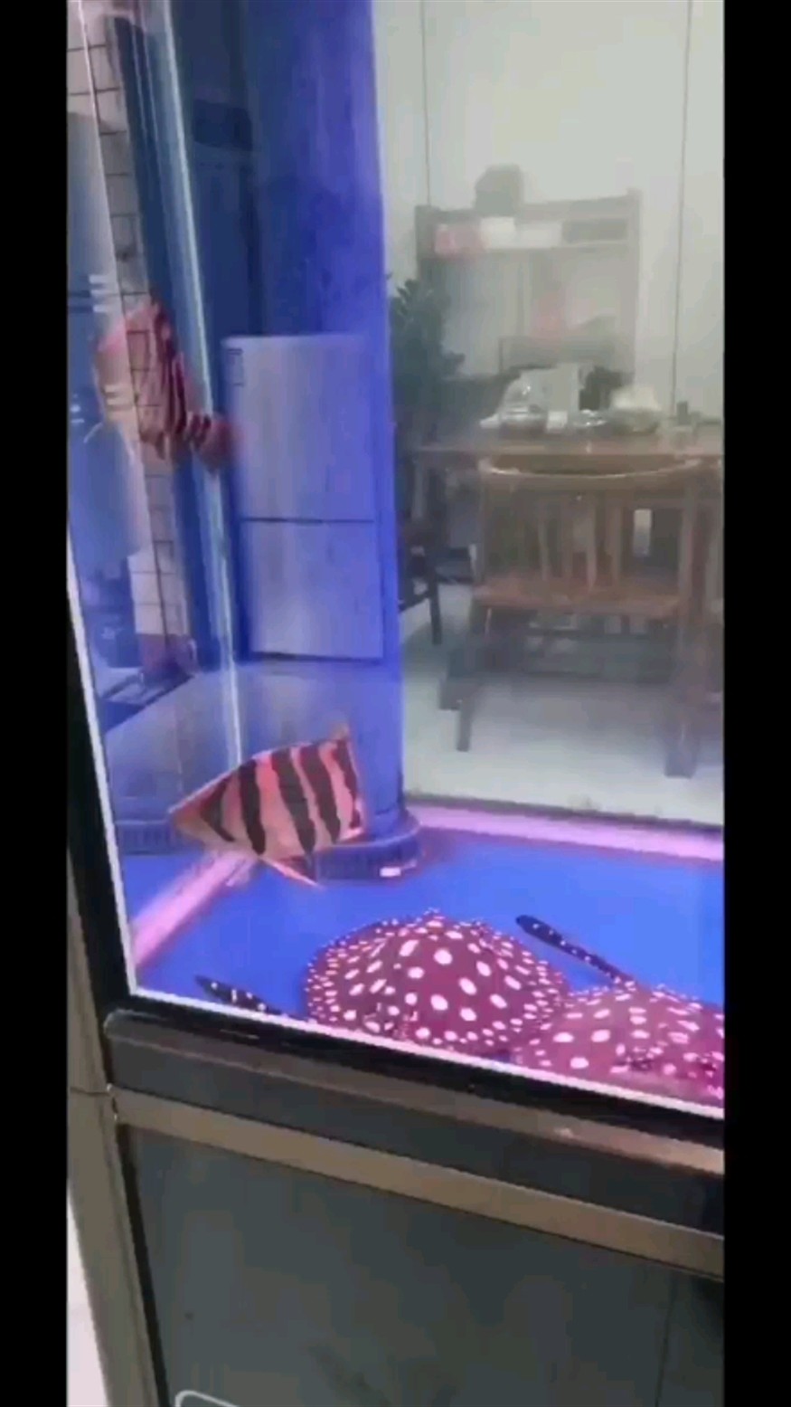 虎魚狀態(tài)怎么樣高人指路