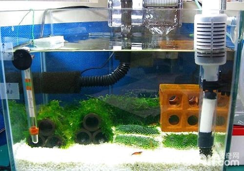 不用電魚缸水循環制作：不用電的魚缸水循環制作