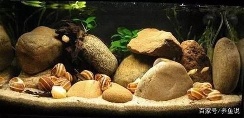 鵝卵石造景魚缸設(shè)計圖：關(guān)于鵝卵石在魚缸造景中的一些特點和優(yōu)勢