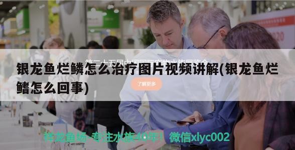 銀龍魚爛鱗怎么治療圖片視頻講解(銀龍魚爛鰭怎么回事) 銀龍魚爛鱗怎么治療圖片視頻講解(銀龍魚爛鰭怎么回事) 銀龍魚百科