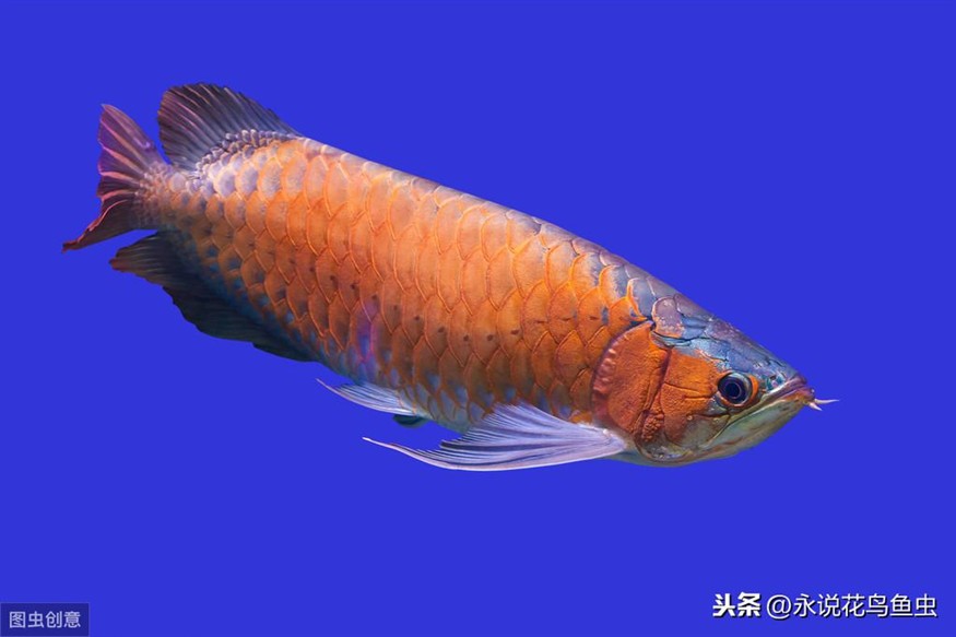 印尼紅龍魚怎么養