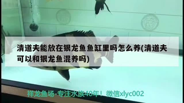 清道夫能放在銀龍魚(yú)魚(yú)缸里嗎怎么養(yǎng)(清道夫可以和銀龍魚(yú)混養(yǎng)嗎)