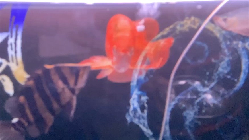 速度超過虎魚