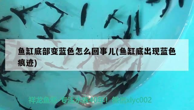魚缸底部變藍色怎么回事兒(魚缸底出現藍色痕跡)