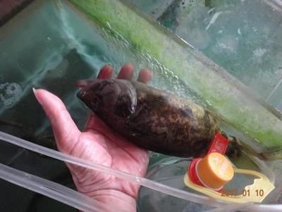 淡水石斑魚在魚缸里能養活嗎：關于淡水石斑魚在魚缸中養殖的一些信息