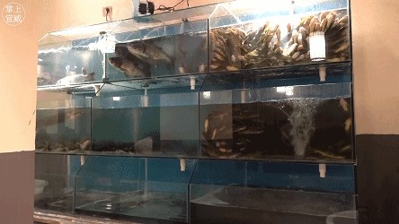 淡水石斑魚在魚缸里能養活嗎：關于淡水石斑魚在魚缸中養殖的一些信息