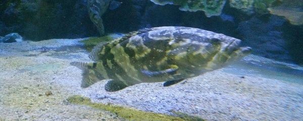 淡水石斑魚在魚缸里能養活嗎：關于淡水石斑魚在魚缸中養殖的一些信息