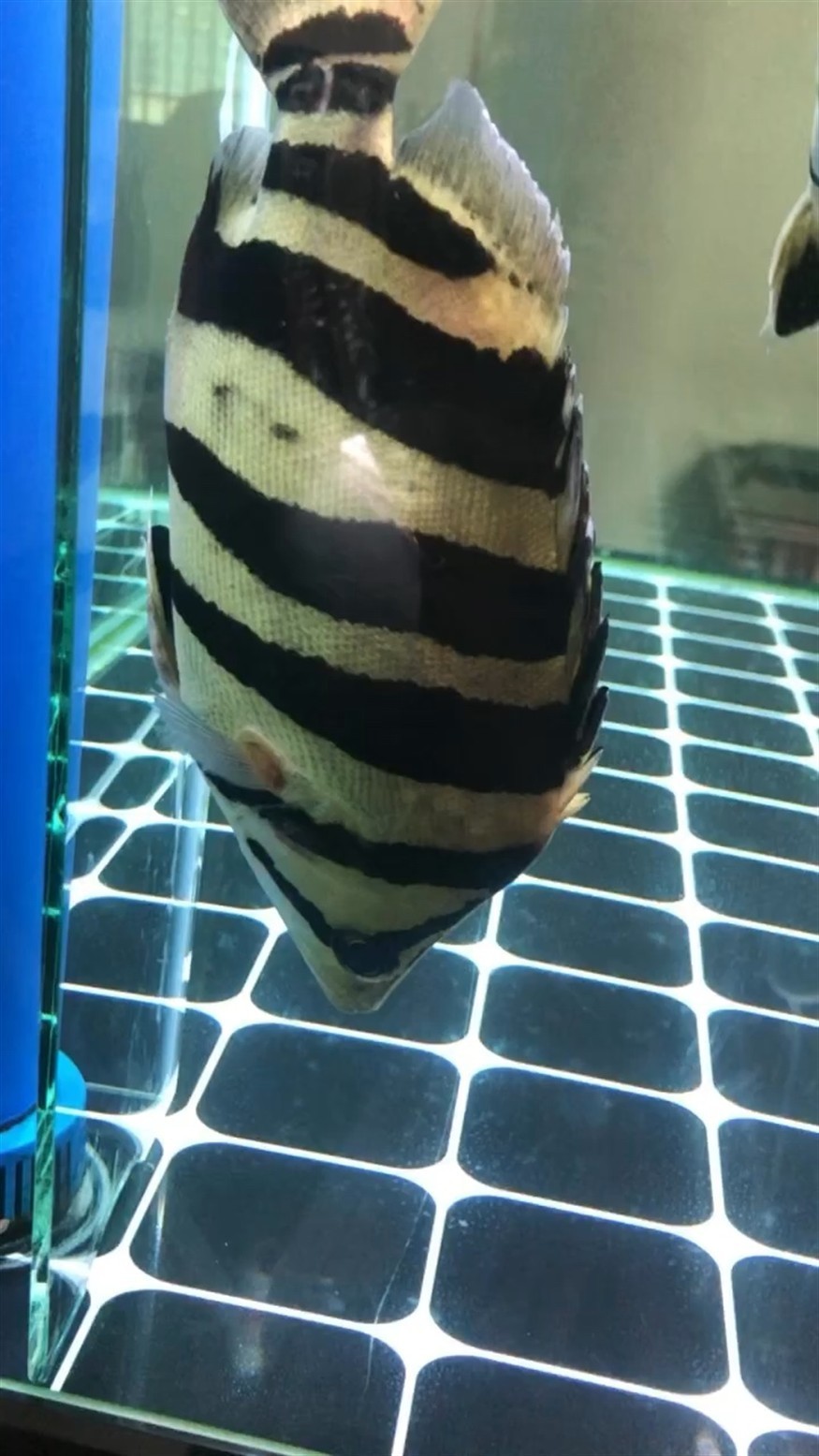 虎魚倒立