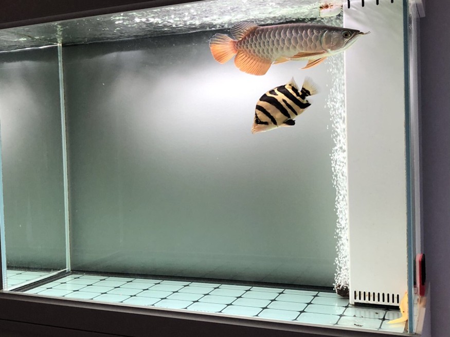 這是個什么虎魚？