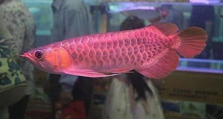 海水魚紅龍成魚
