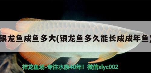 銀龍魚(yú)成魚(yú)多大(銀龍魚(yú)多久能長(zhǎng)成成年魚(yú))