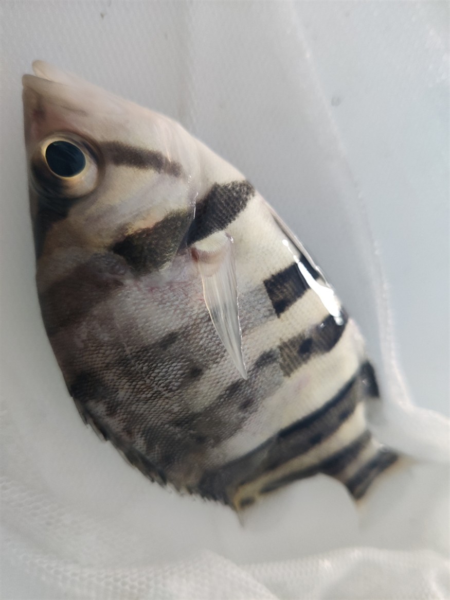 虎魚水霉病