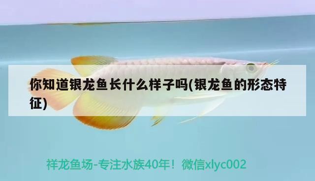 你知道銀龍魚長什么樣子嗎(銀龍魚的形態特征)
