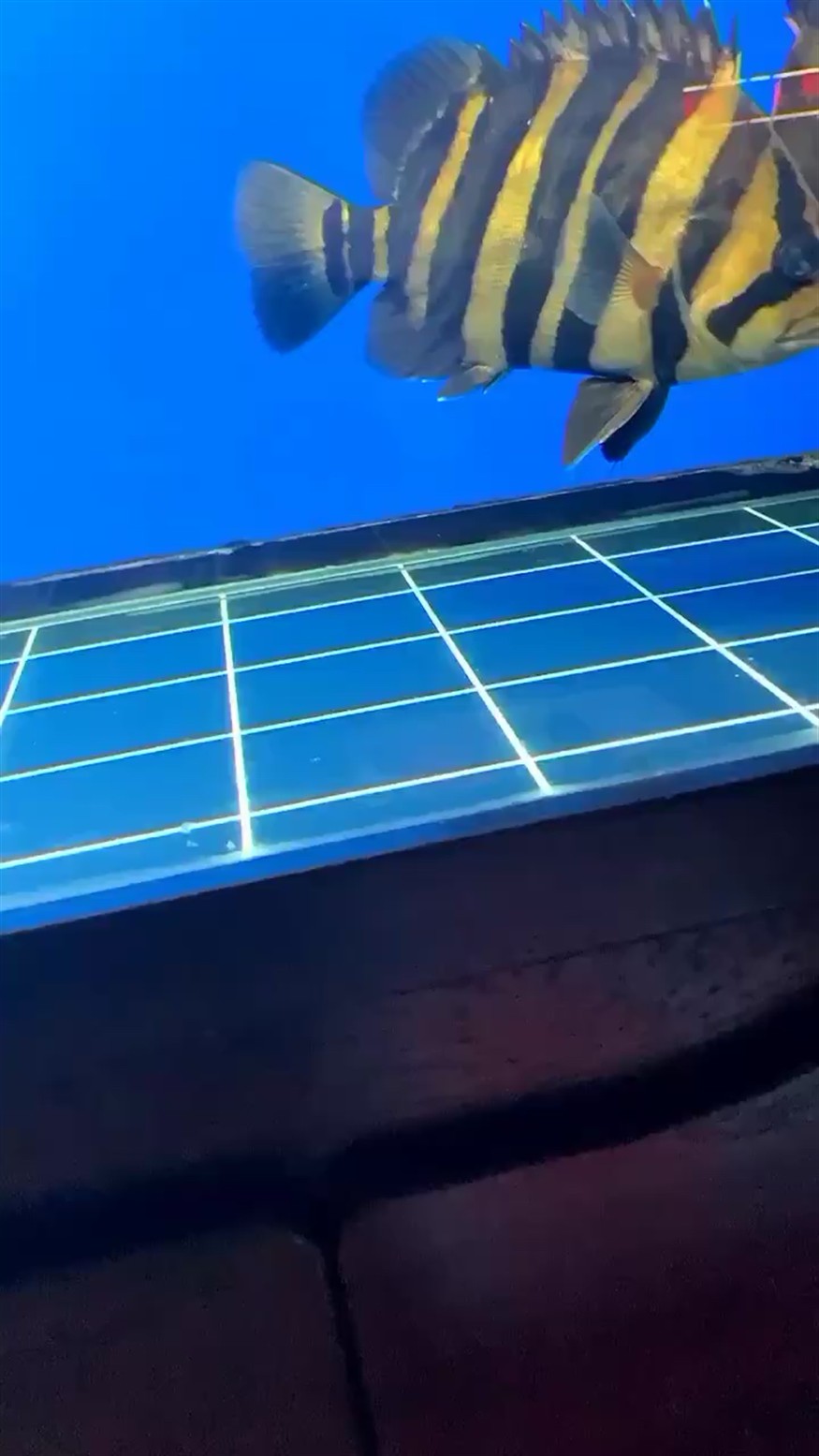 極品虎魚