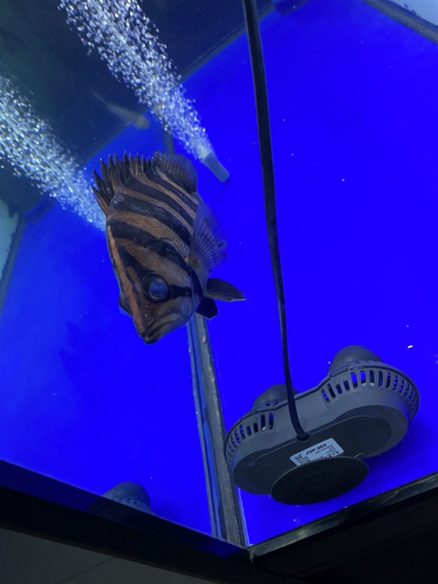 虎魚剛入缸就蒙眼怎么辦？
