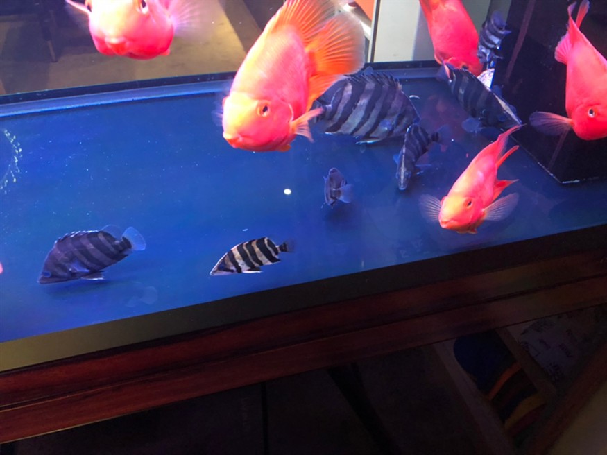 新入了幾個小虎魚