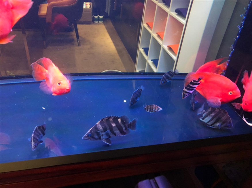 新入了幾個小虎魚