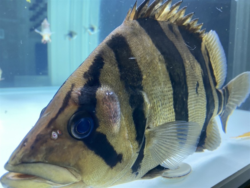 虎魚頭上長角了