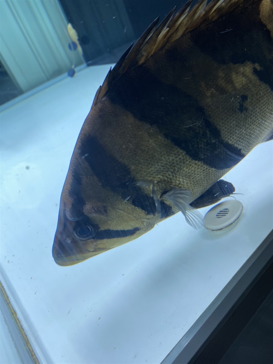 虎魚頭上長角了