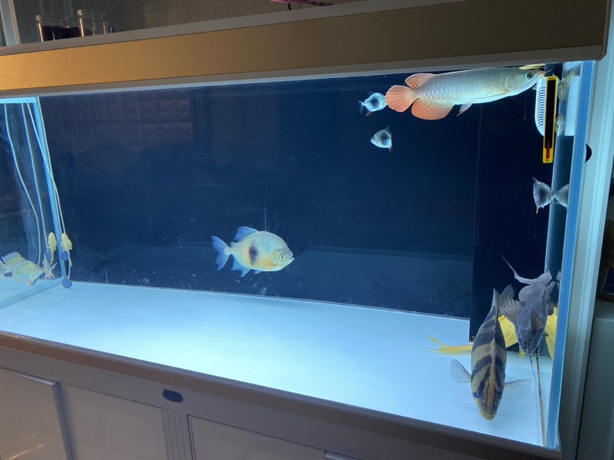 虎魚頭上長角了