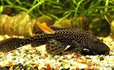便宜好用的魚缸：如何挑選一個(gè)便宜又實(shí)用的魚缸