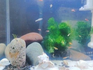 便宜好用的魚缸：如何挑選一個(gè)便宜又實(shí)用的魚缸