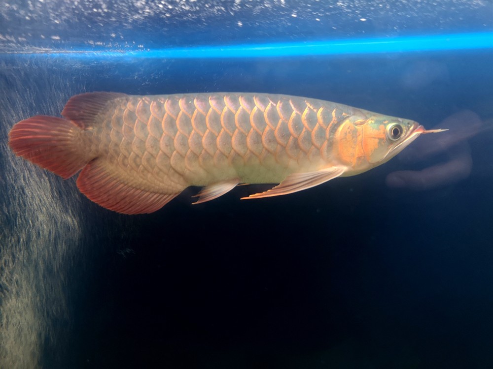 紅龍 赤瞳雪燕 虎魚混養(yǎng)高手請進