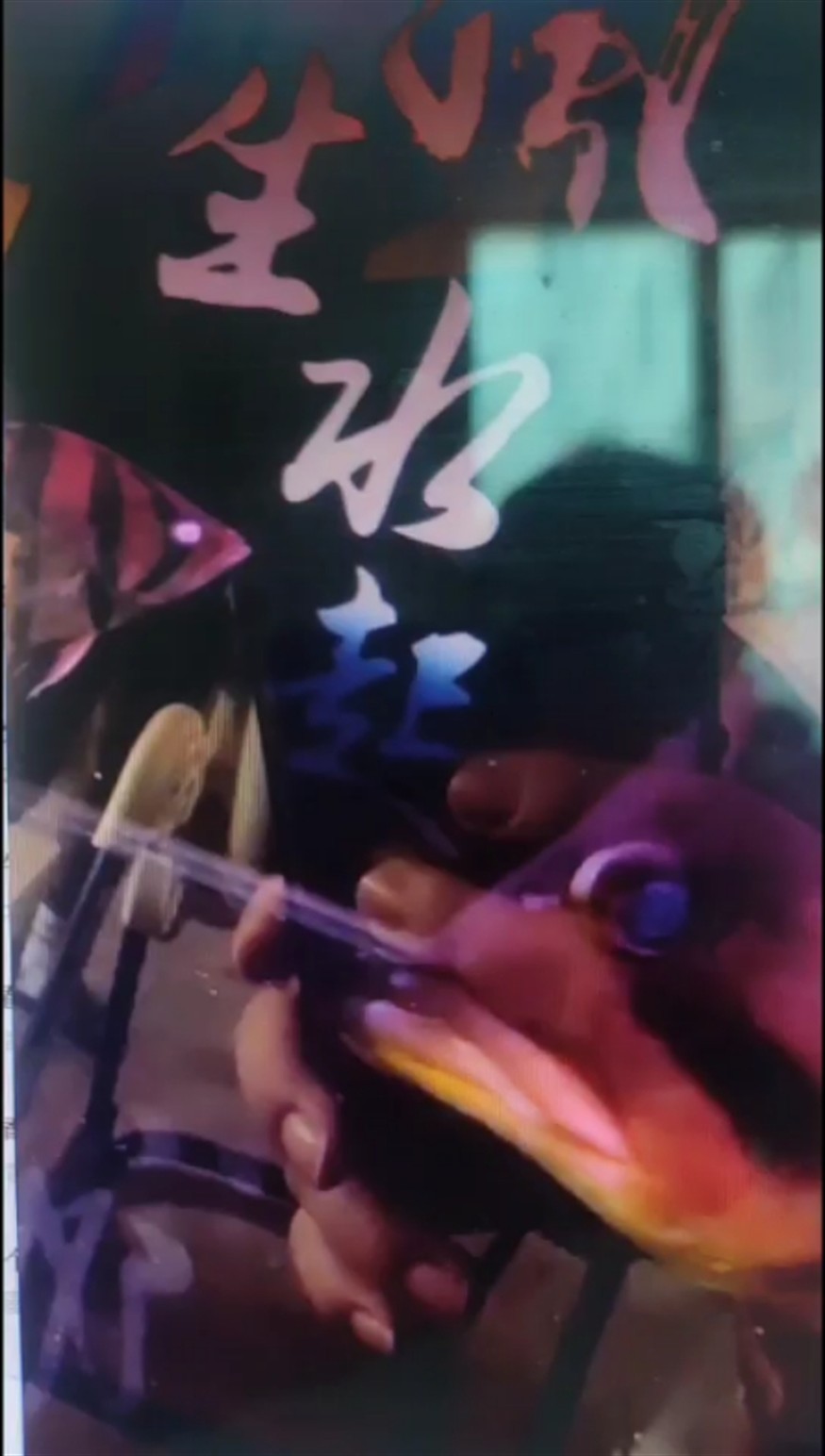 求救虎魚蒙眼如何治療？已升溫下鹽