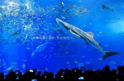 上海水族館，上海水族館內特色生物介紹上海水族館內特色生物介紹