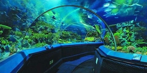 上海水族館，上海水族館內特色生物介紹上海水族館內特色生物介紹