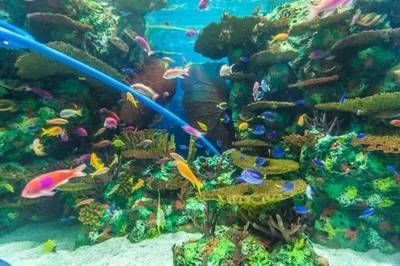 上海水族館，上海水族館內特色生物介紹上海水族館內特色生物介紹