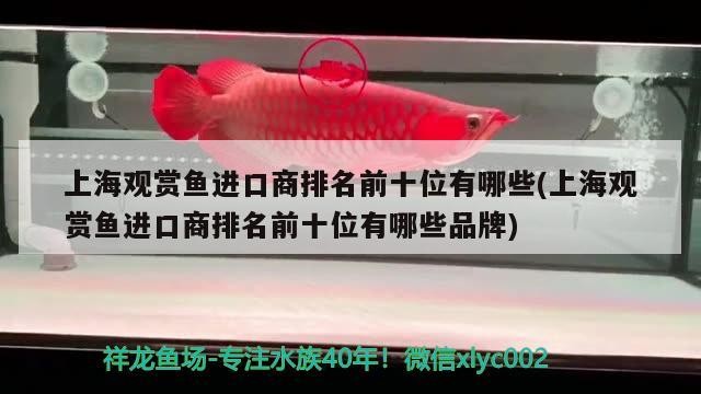 大神點評一下虎魚品相如何