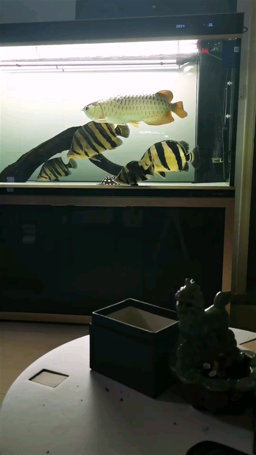 龍騰虎躍金龍與虎魚的邂逅