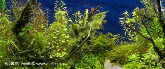 超大魚缸造景圖：超大客廳魚缸造景設計圖