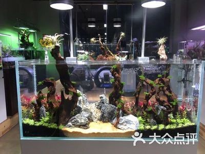 超大魚缸造景圖：超大客廳魚缸造景設計圖
