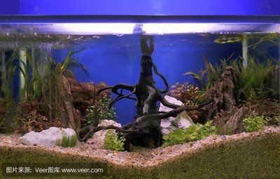 超大魚缸造景圖：超大客廳魚缸造景設計圖